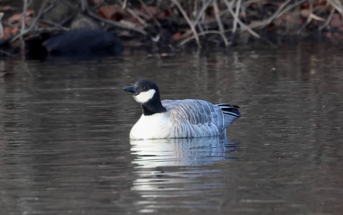 Cackling Goose - ML646763337