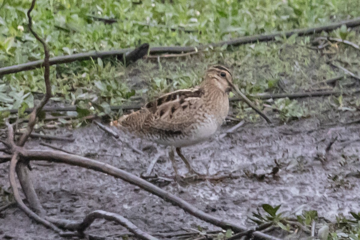 Latham's Snipe - ML646763339