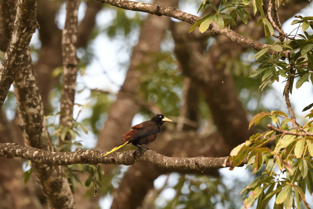 Crested Oropendola - ML646763347