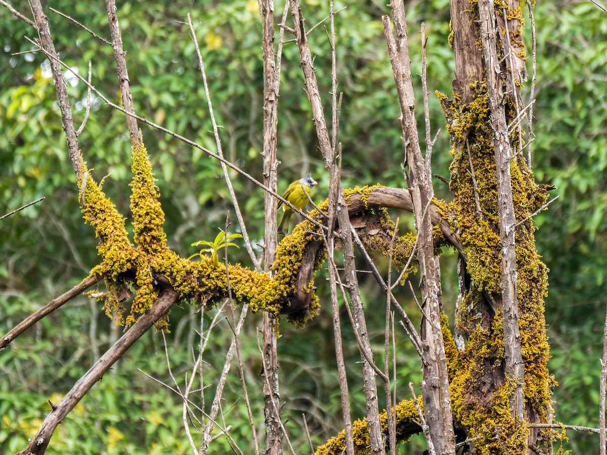 Crested Finchbill - ML646763351