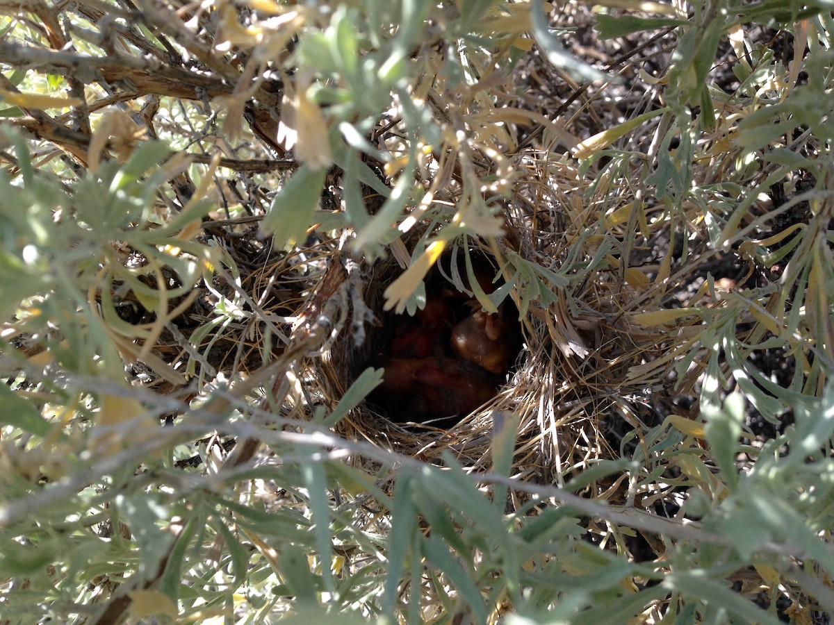 Black-chinned Sparrow - ML646763355