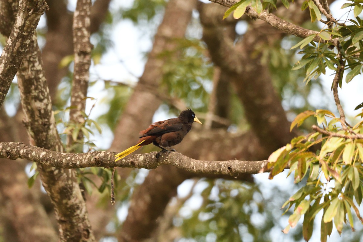 Crested Oropendola - ML646763363