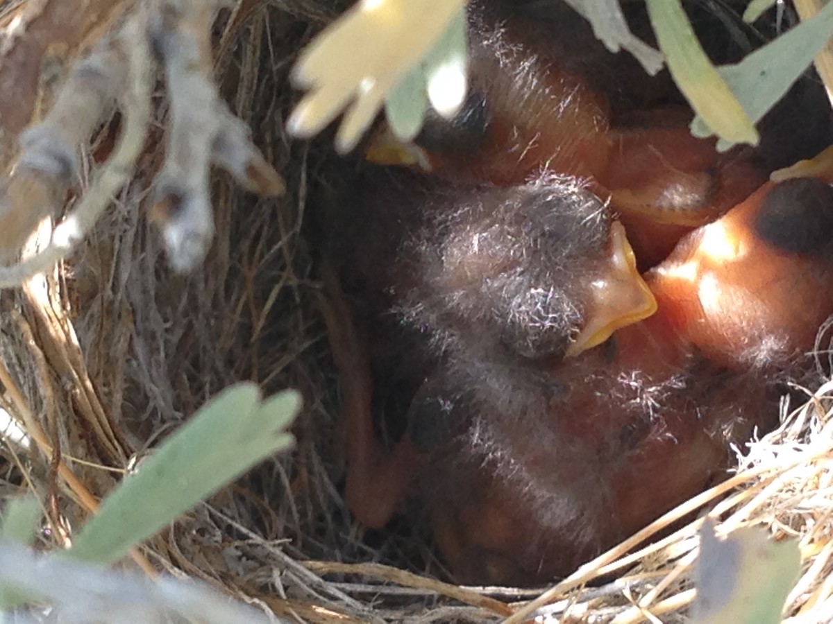 Black-chinned Sparrow - ML646763365