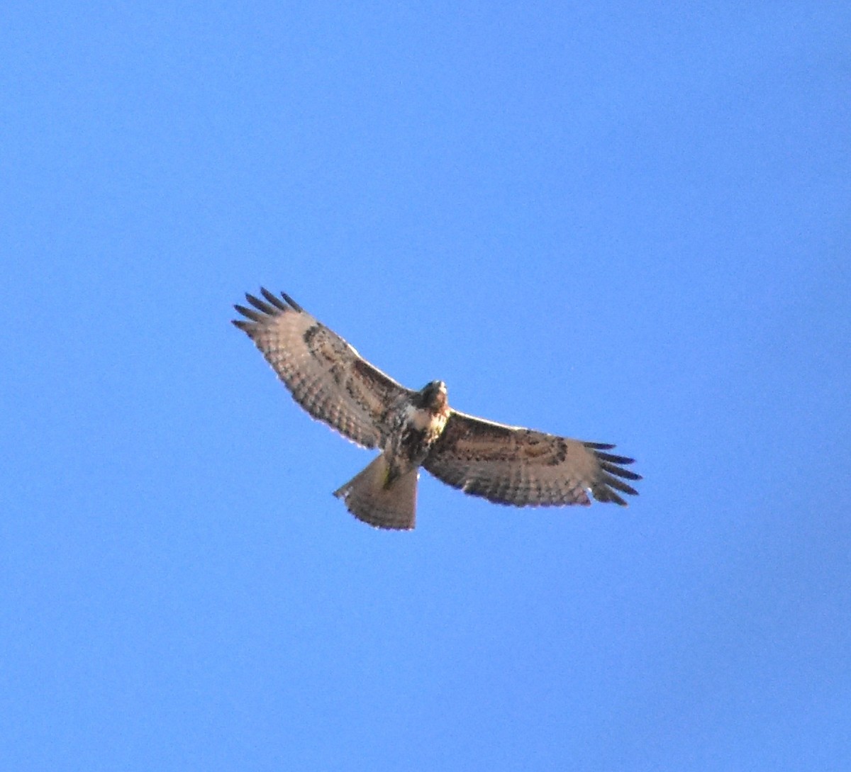 Red-tailed Hawk - ML646763366