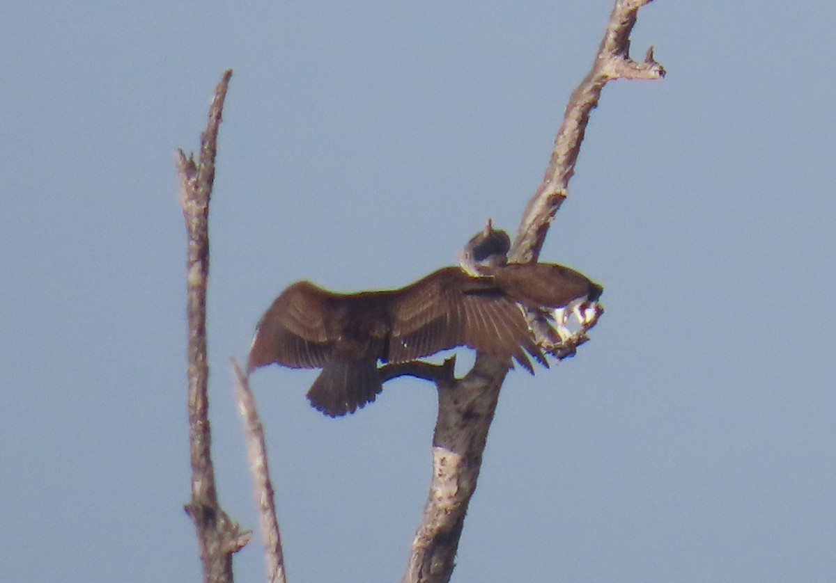 Turkey Vulture - ML646763367