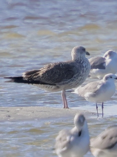 Мартин чорнокрилий - ML646763369