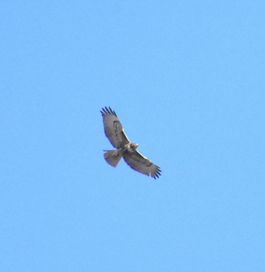 Red-tailed Hawk - ML646763372