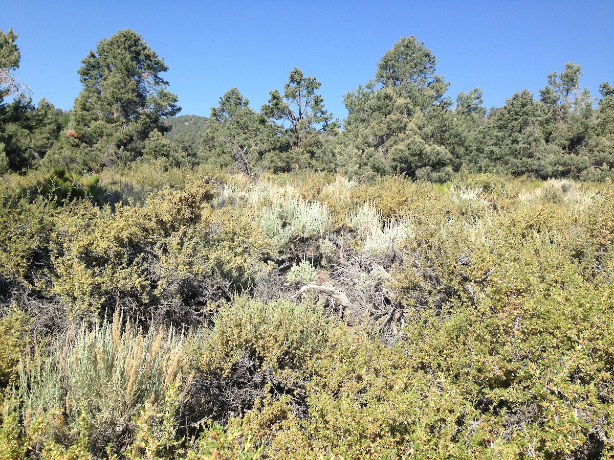 Black-chinned Sparrow - ML646763373