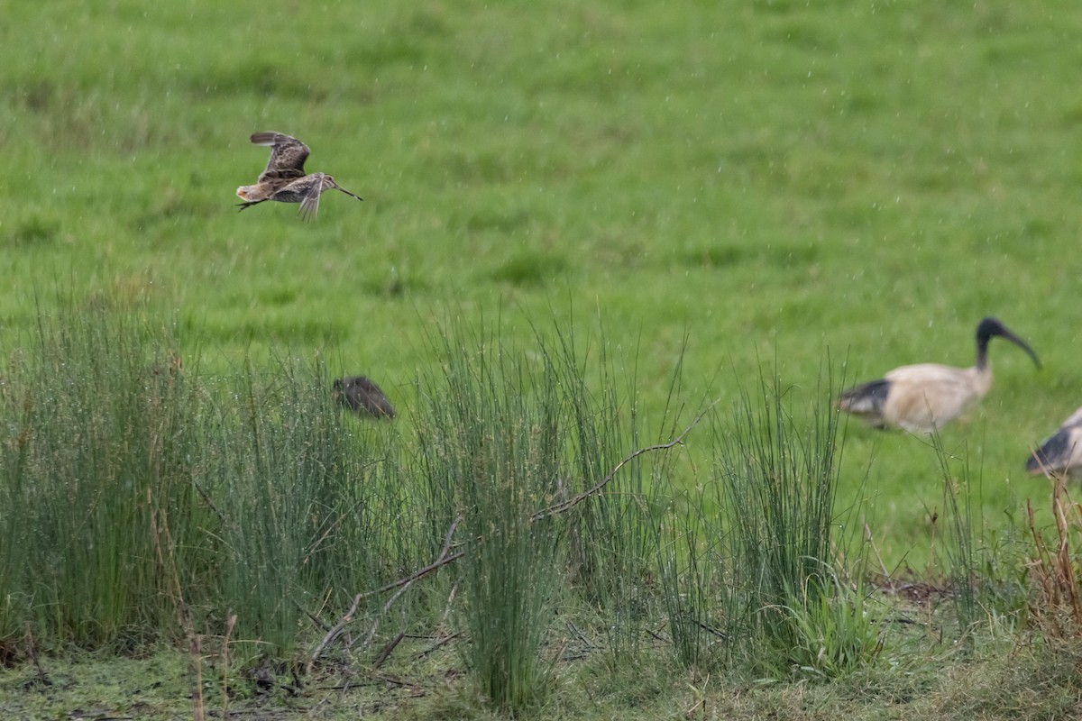Latham's Snipe - ML646763375
