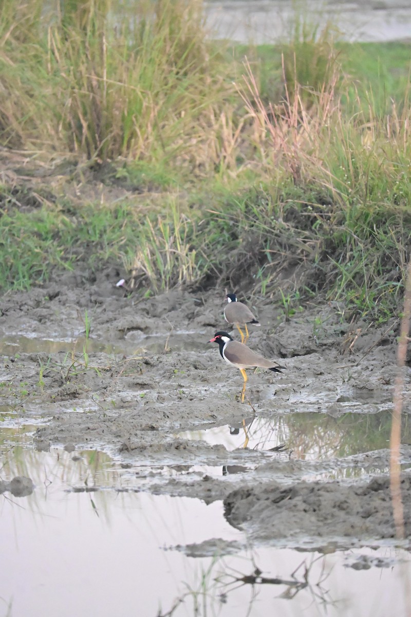 Red-wattled Lapwing - ML646763376