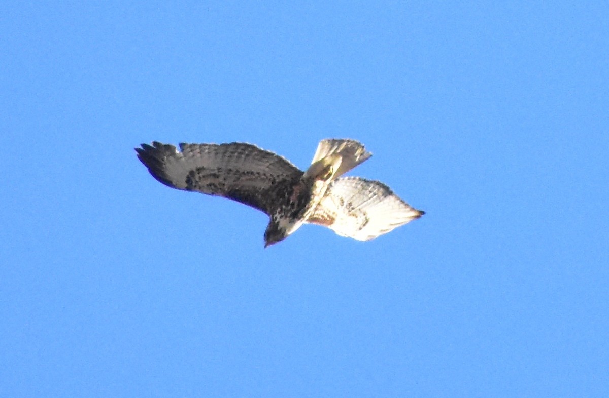 Red-tailed Hawk - ML646763378
