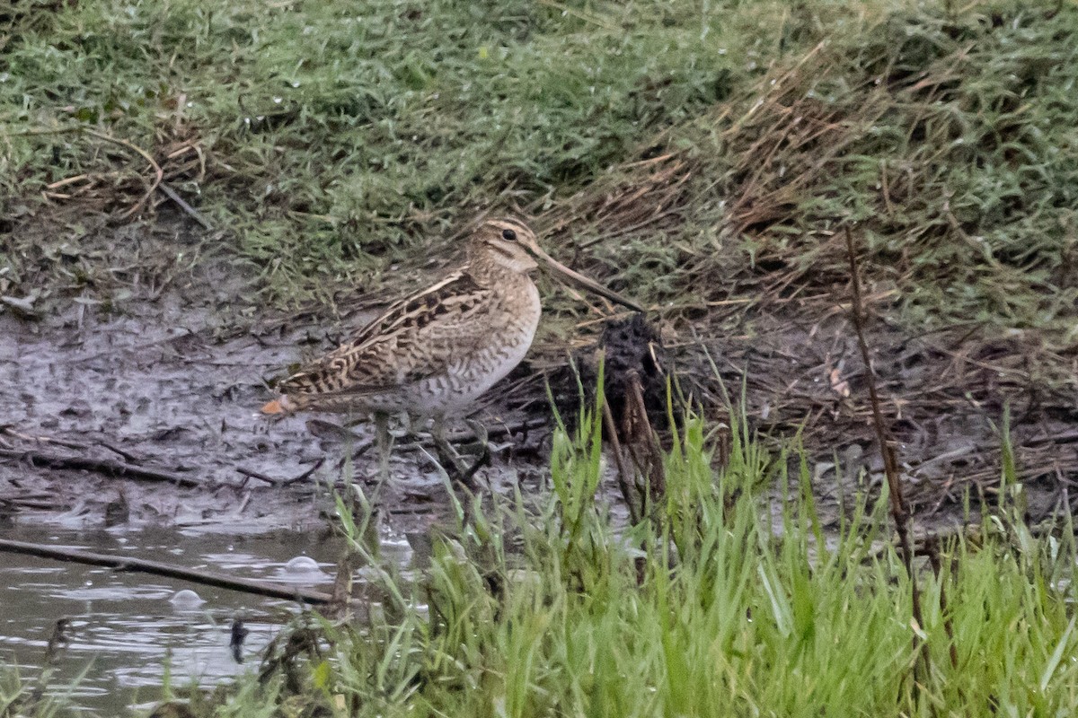 Latham's Snipe - ML646763380