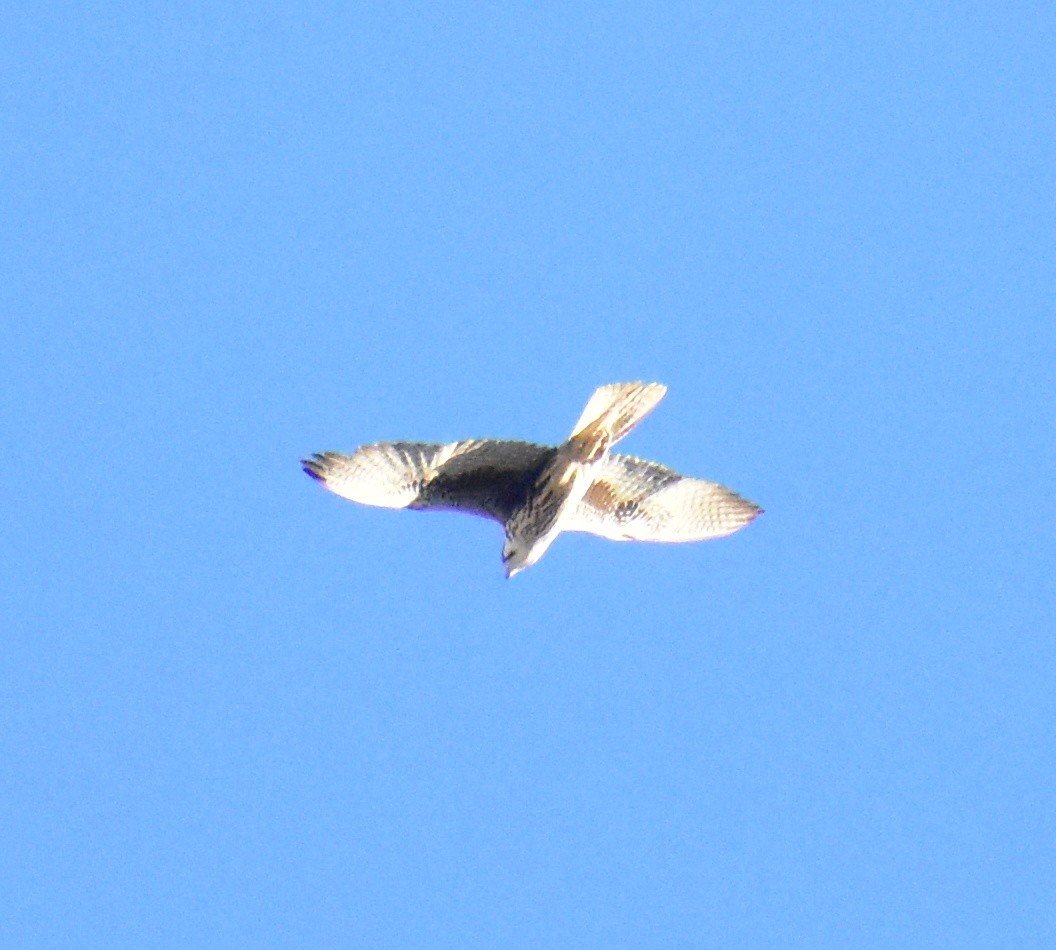 Prairie Falcon - ML646763386