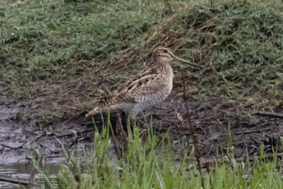 Latham's Snipe - ML646763388