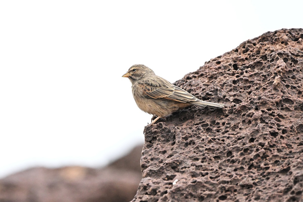 Striolated Bunting - ML646763394