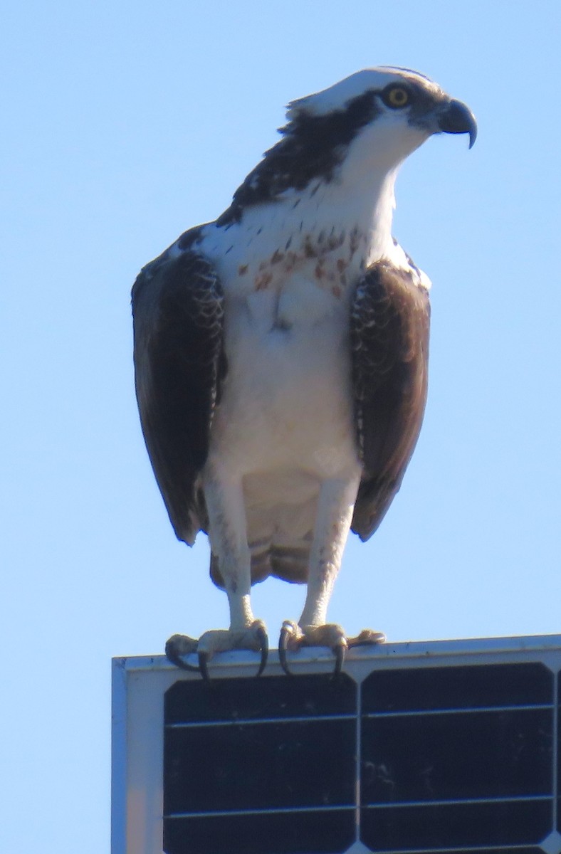 ミサゴ - ML646763395