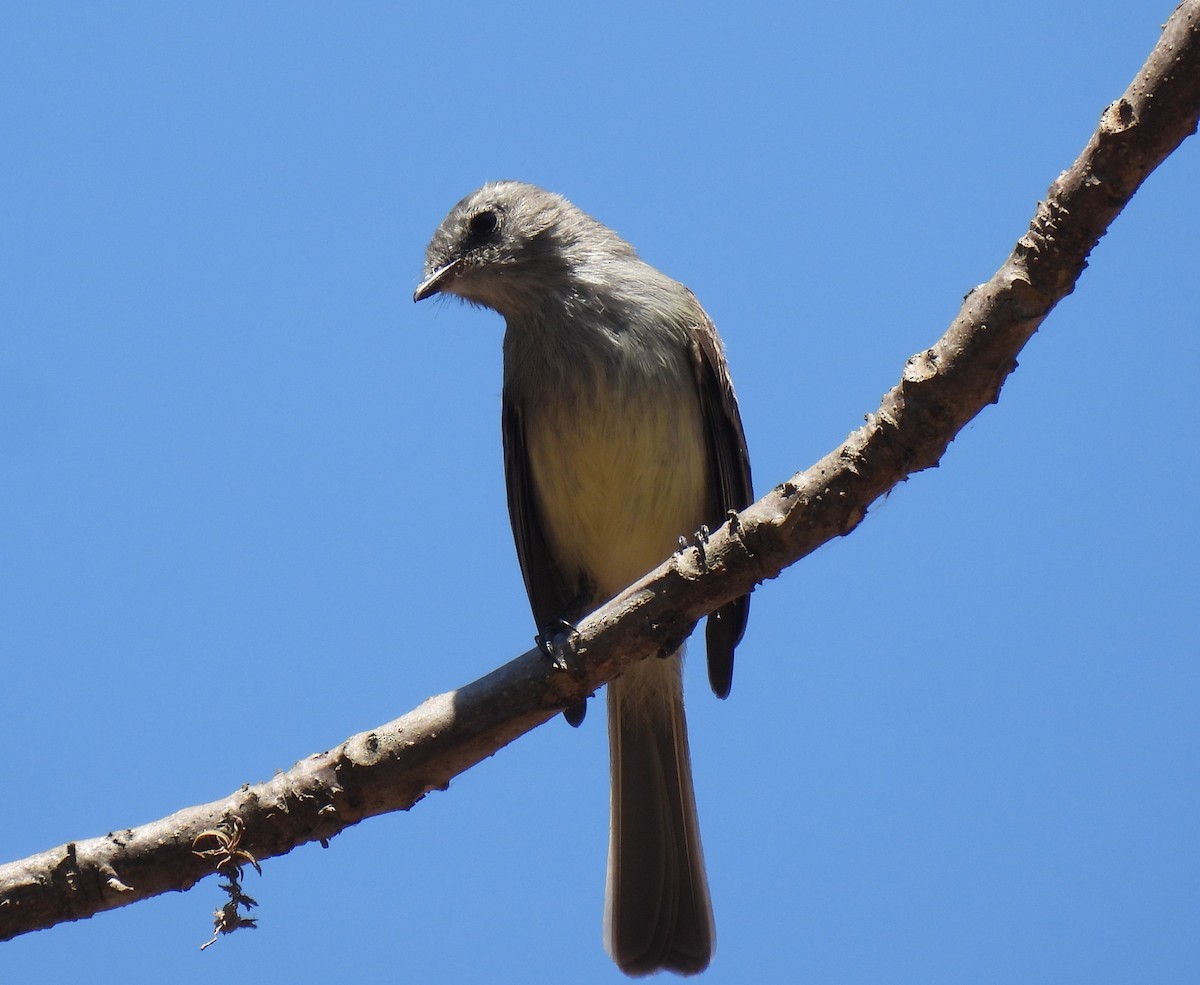 Tumbesian Tyrannulet - ML646763409