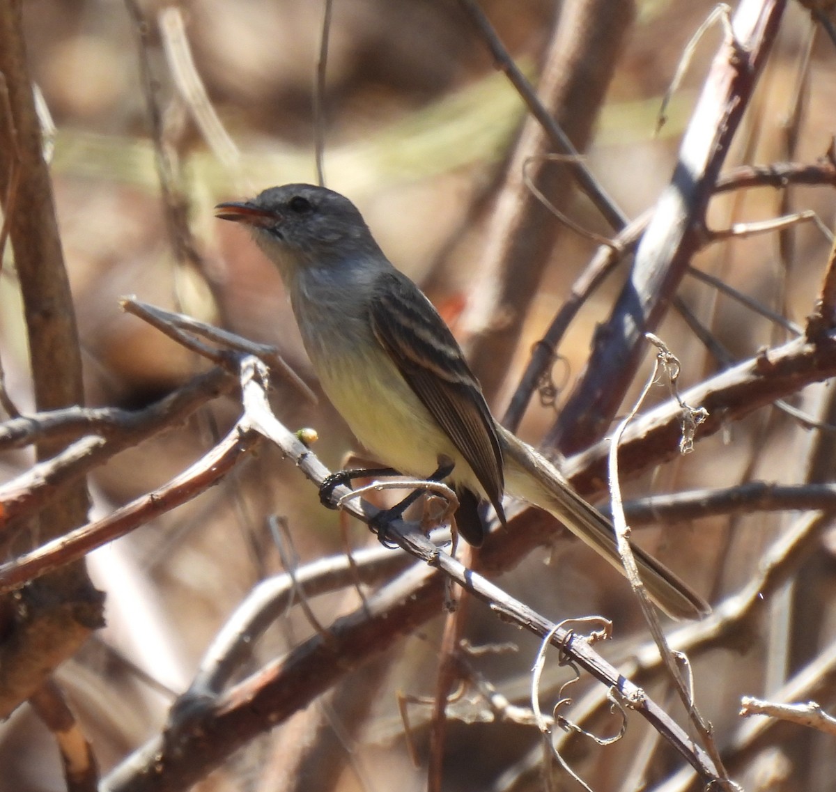 Tumbesian Tyrannulet - ML646763410