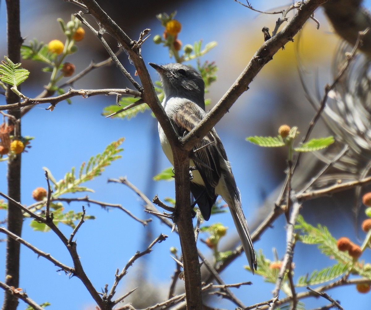 Tumbesian Tyrannulet - ML646763411