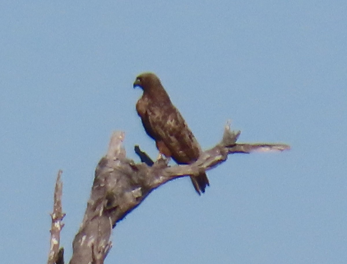 アカオノスリ - ML646763415