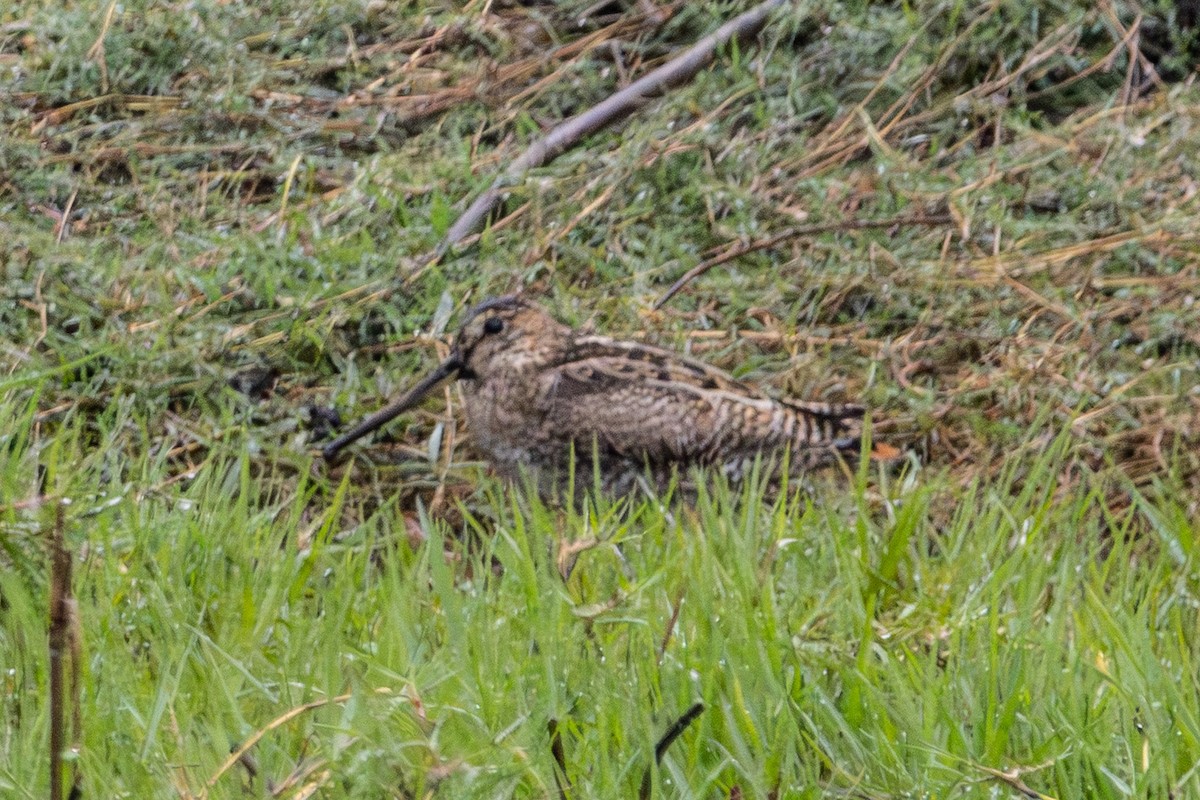 Latham's Snipe - ML646763416