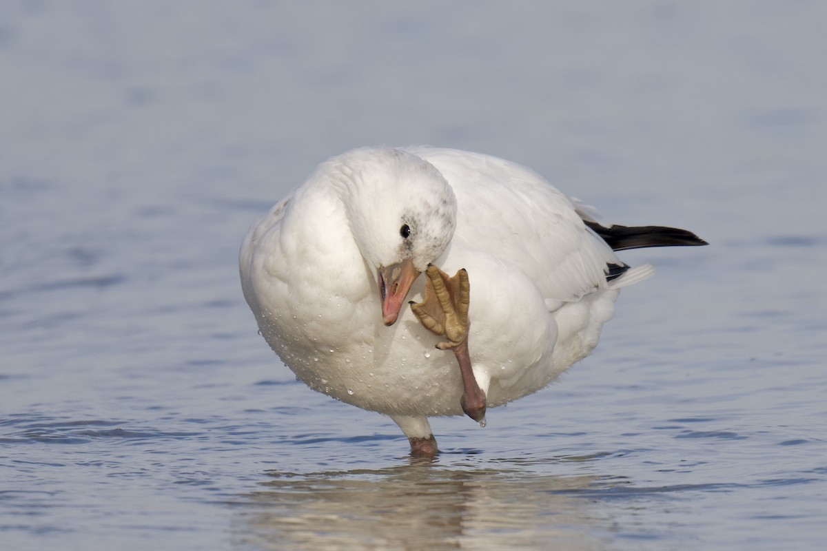 Ross's Goose - ML646763417