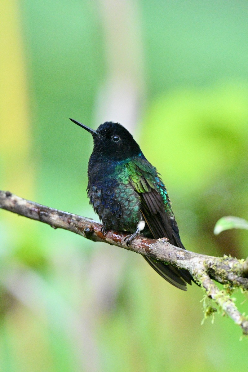 Colibri de Jardine - ML646763424