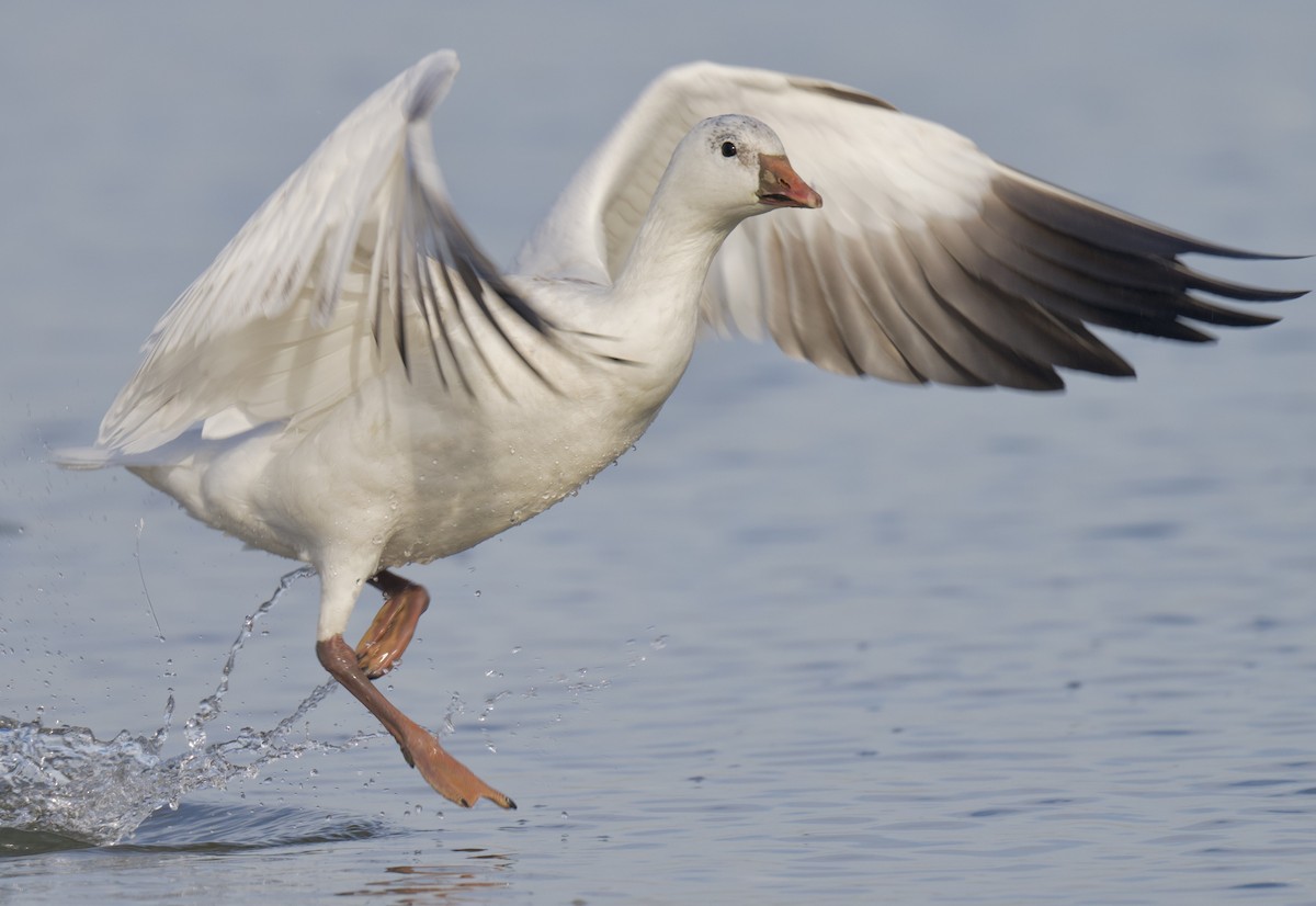 Ross's Goose - ML646763425