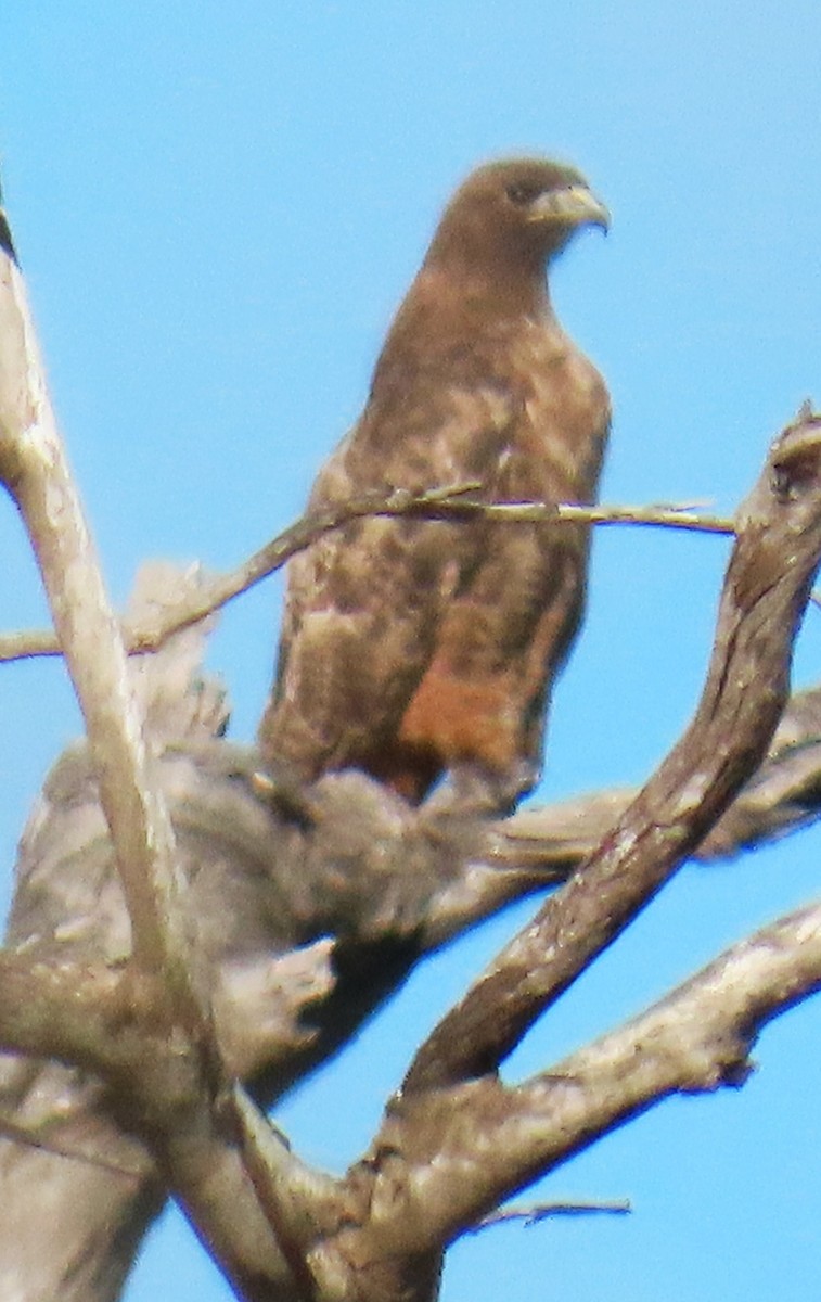 アカオノスリ - ML646763426