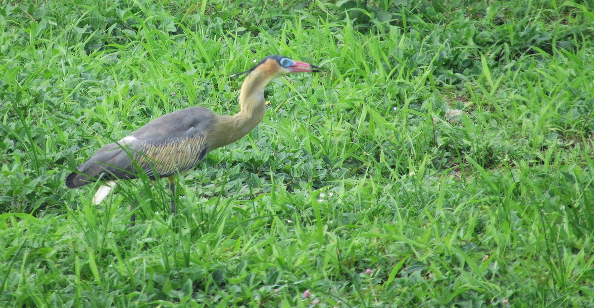 Héron flûte-du-soleil - ML646763429