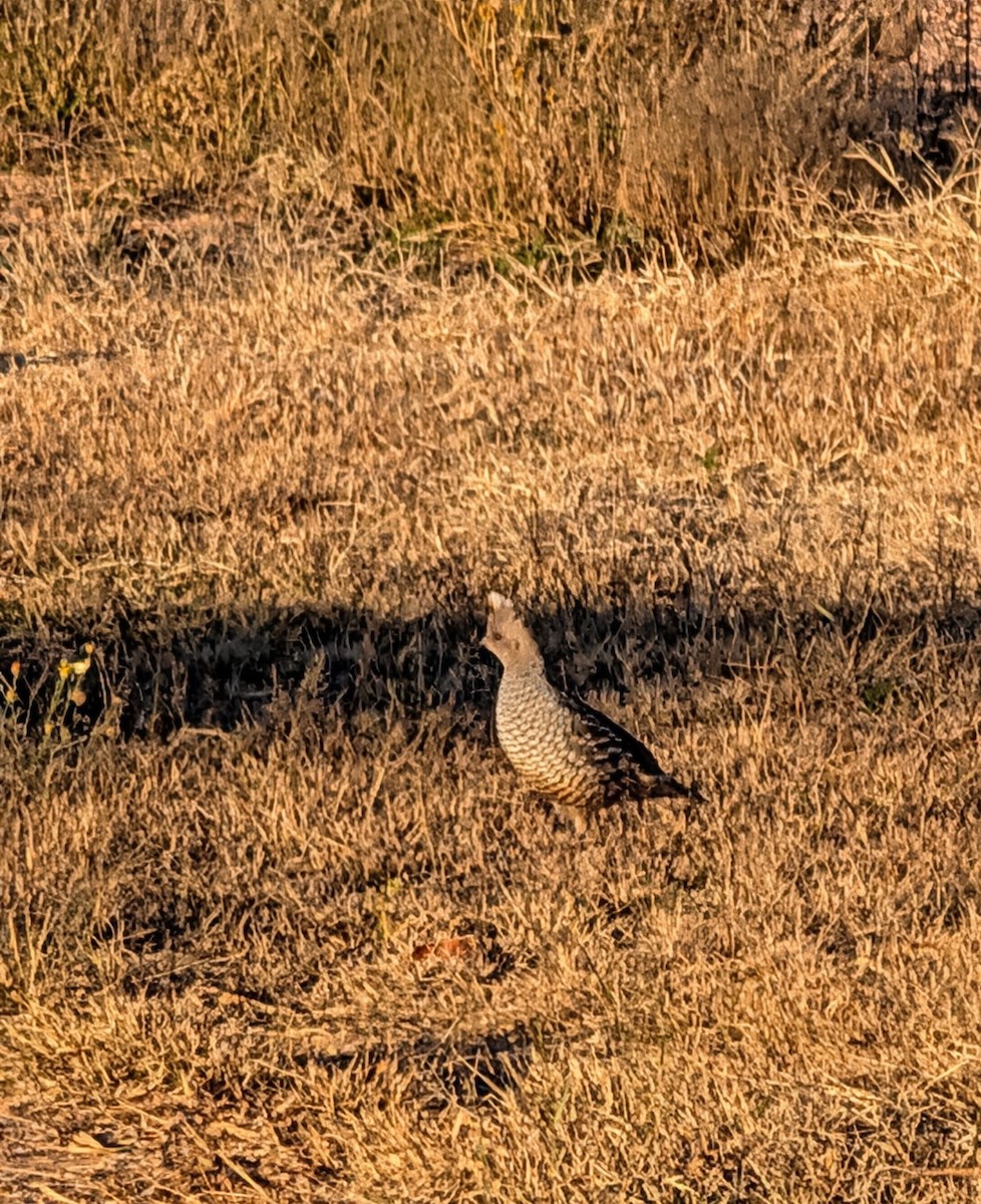 Scaled Quail - ML646763432
