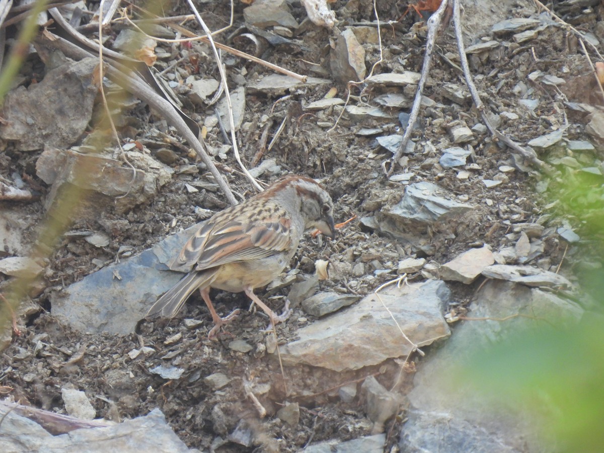 Tumbes Sparrow - ML646763434