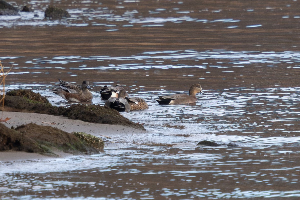 Gadwall x American Wigeon (hybrid) - ML646763435
