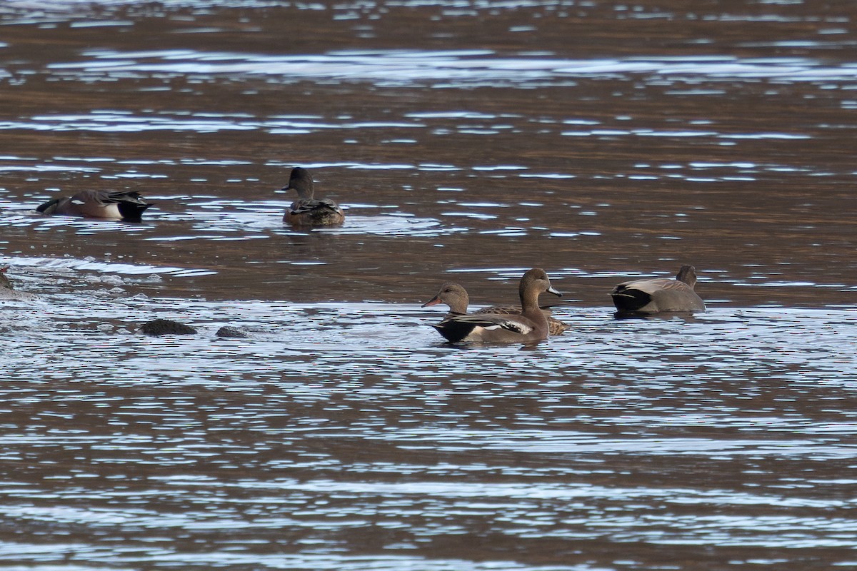 snadderand x amerikablesand (hybrid) - ML646763436