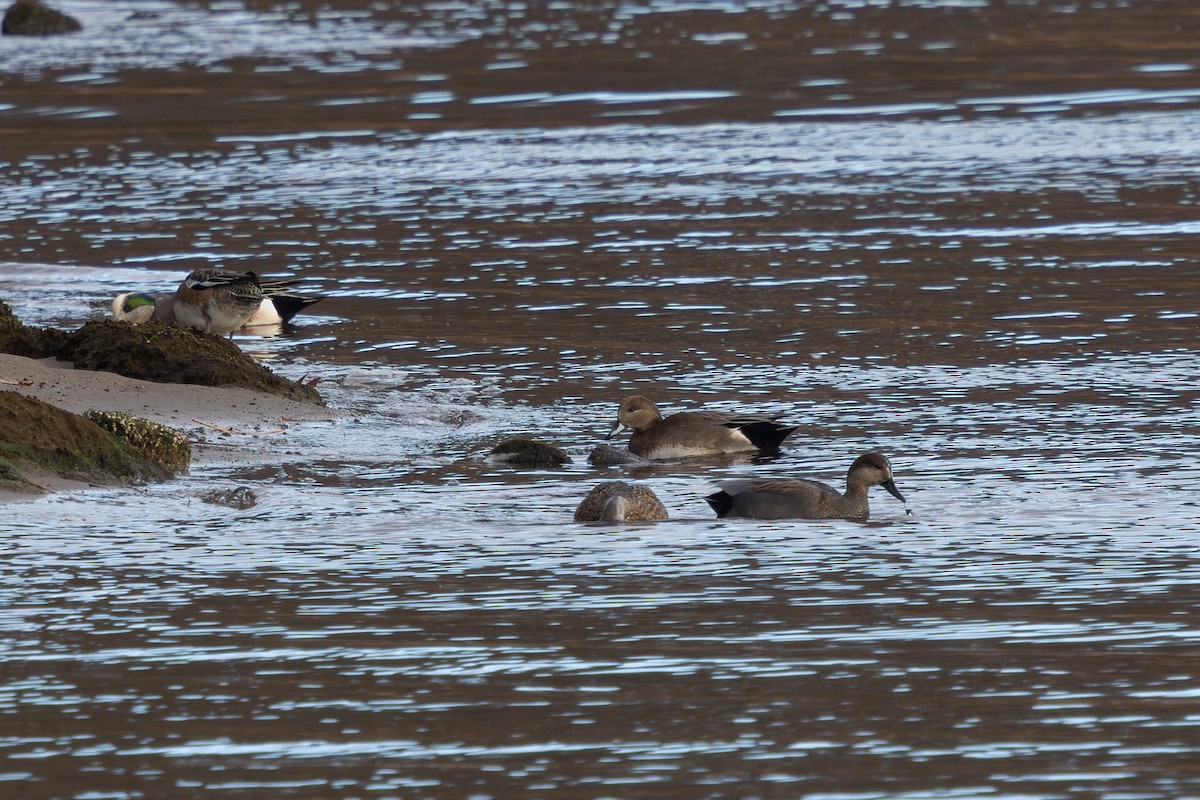 Gadwall x American Wigeon (hybrid) - ML646763438