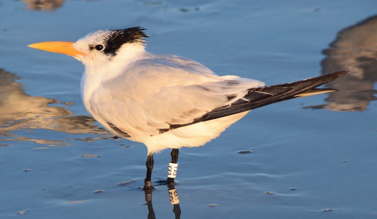 Txenada handi amerikarra - ML646763439
