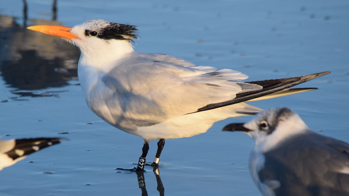 Txenada handi amerikarra - ML646763440