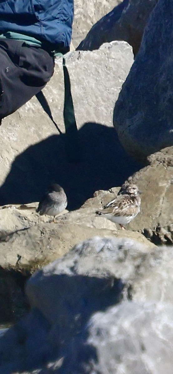 Побережник морський - ML646763441