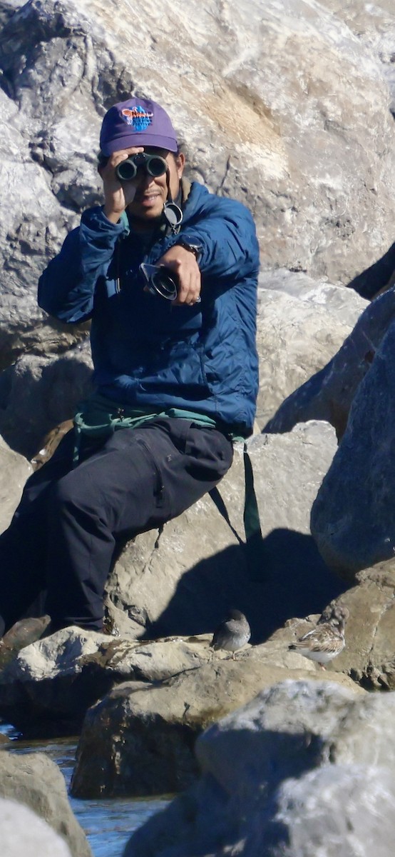 Побережник морський - ML646763442