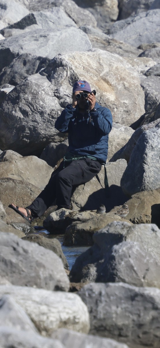 Побережник морський - ML646763443