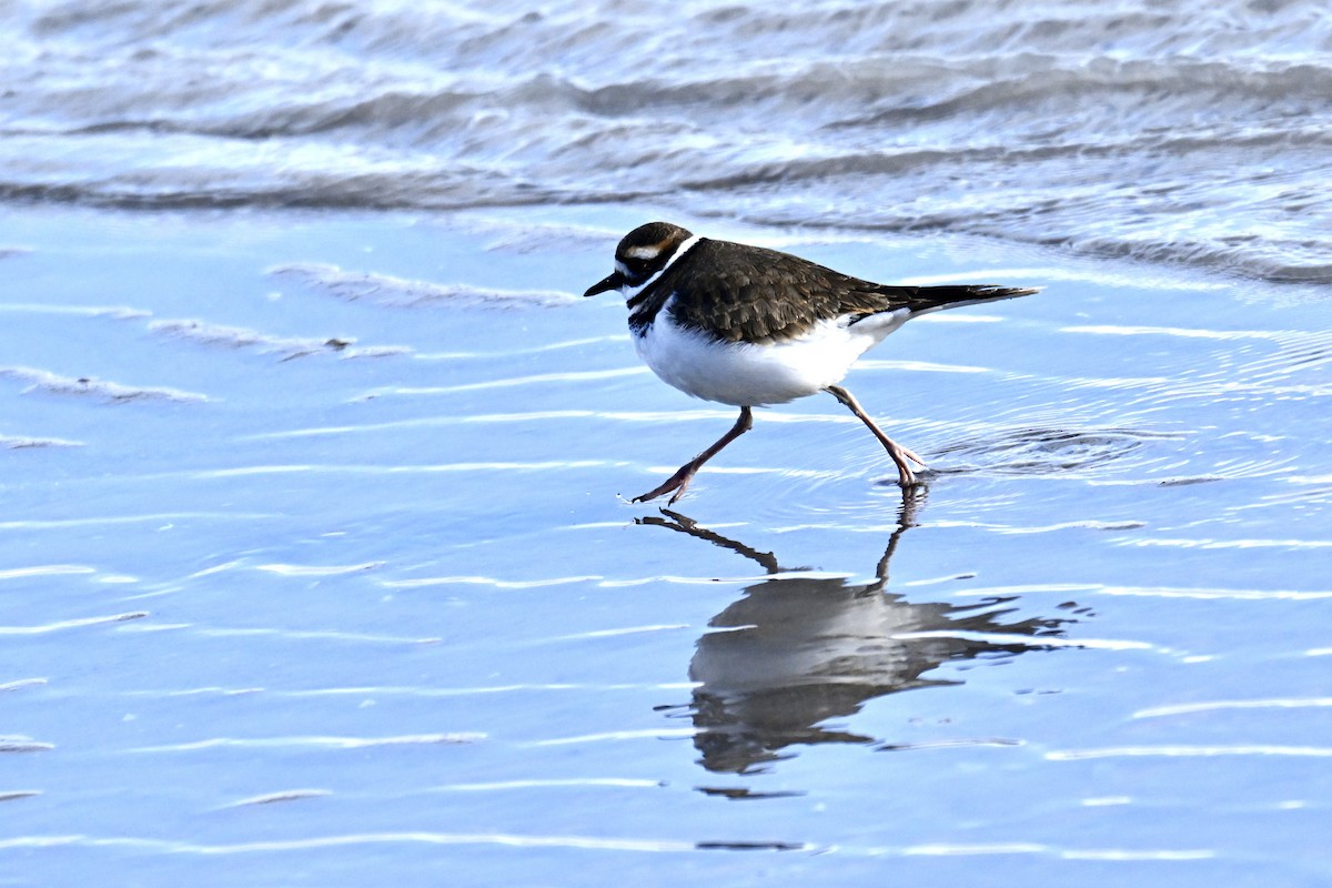 Killdeer - ML646763444