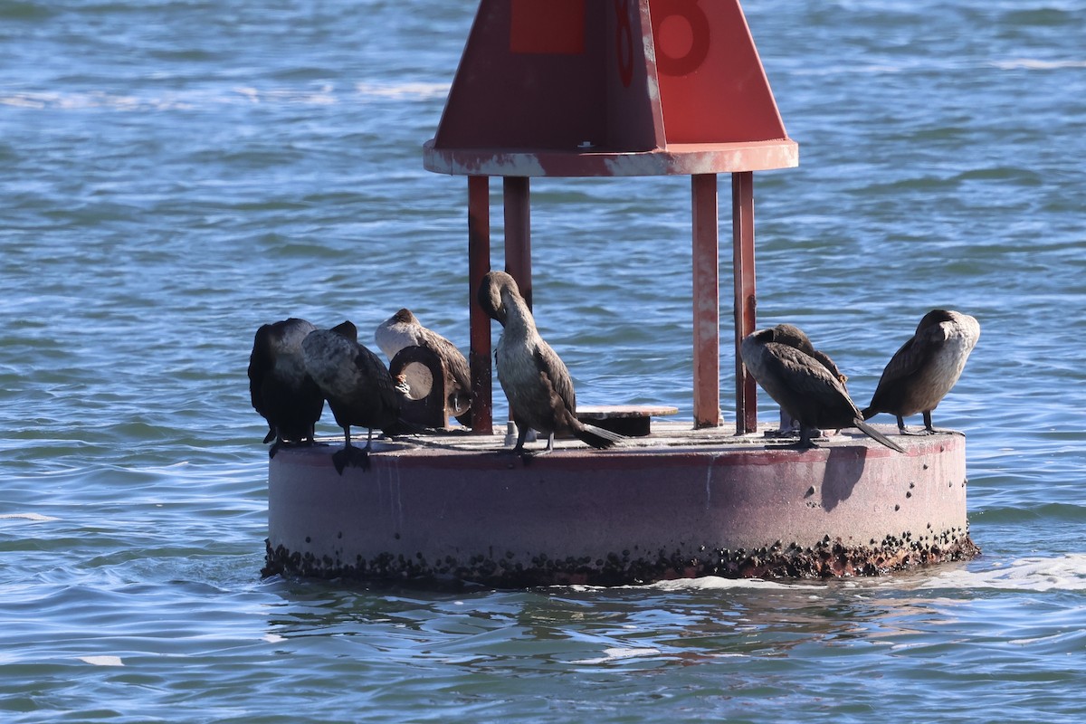 totoppskarv - ML646763445