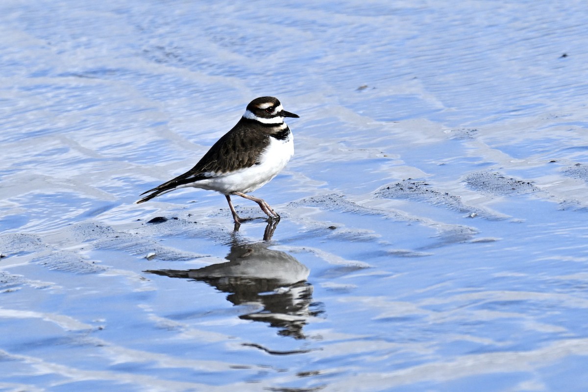Killdeer - ML646763446