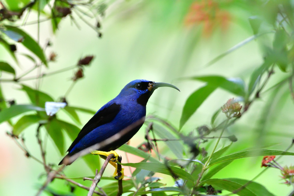 Purple Honeycreeper - ML646763447