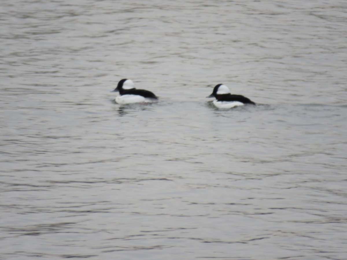 Гоголь-головастик - ML646763448