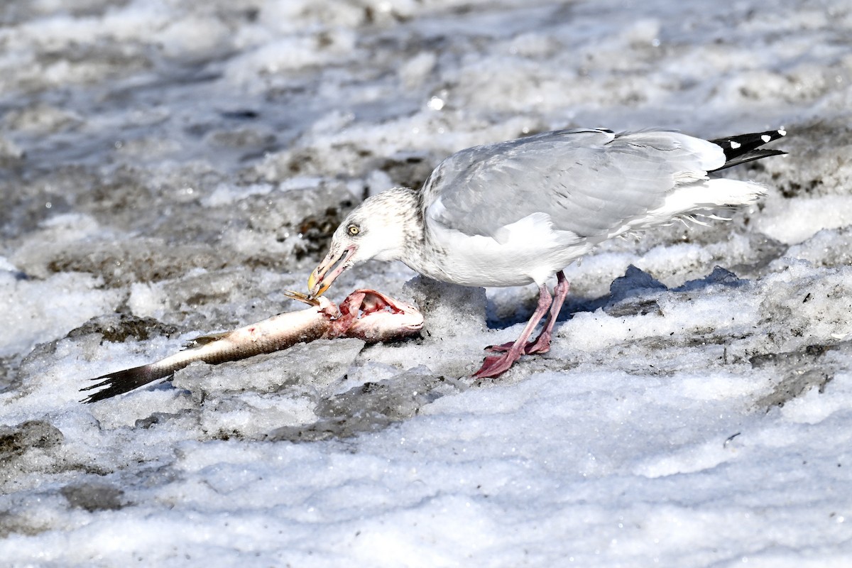 American Herring Gull - ML646763449