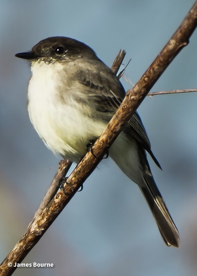 Eastern Phoebe - ML646763456