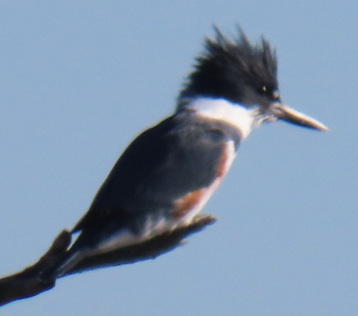 アメリカヤマセミ - ML646763457