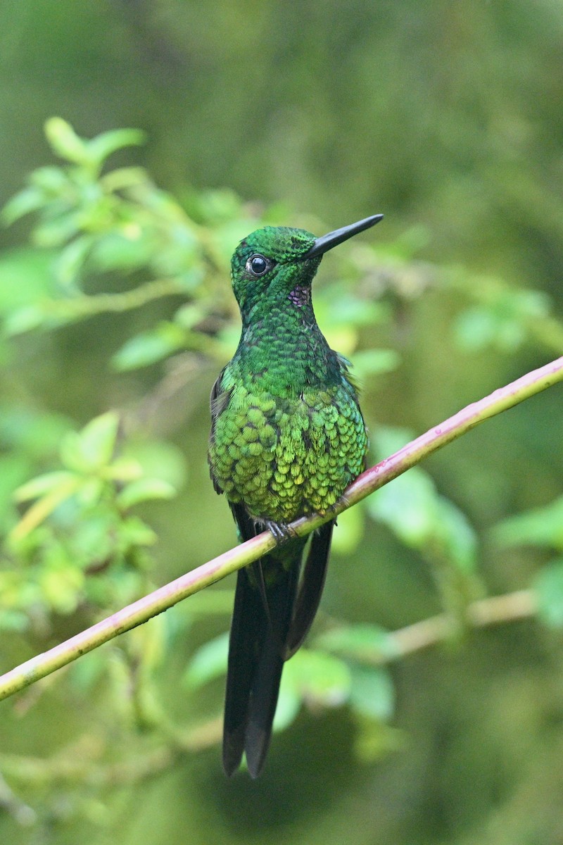 Brillant impératrice - ML646763458