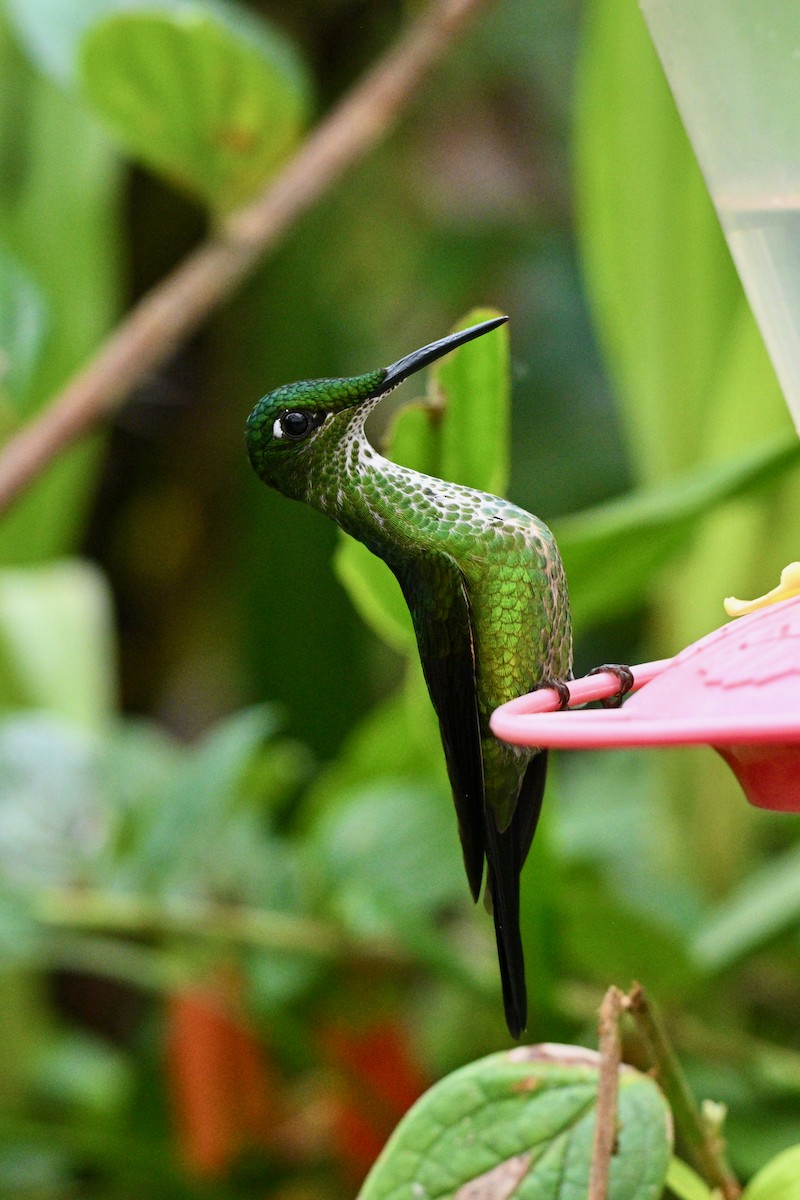 Brillant impératrice - ML646763459